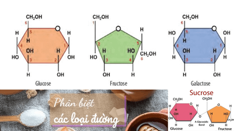 Phân biệt các loại đường, đường nào có lợi và hại cho sức khỏe