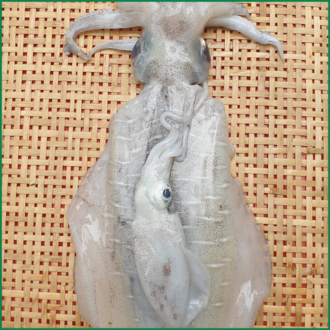 Mực tươi - Ảnh 2